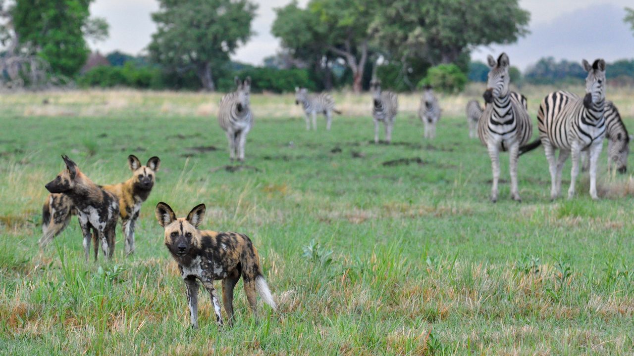 Botswana Wildlife Okavango Delta wilde hond zebra KS (6).jpg - Jambo Safari Club